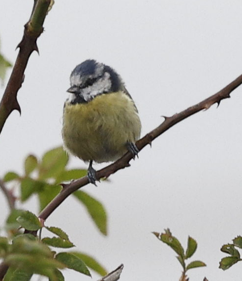 Eurasian Blue Tit - ML644236624