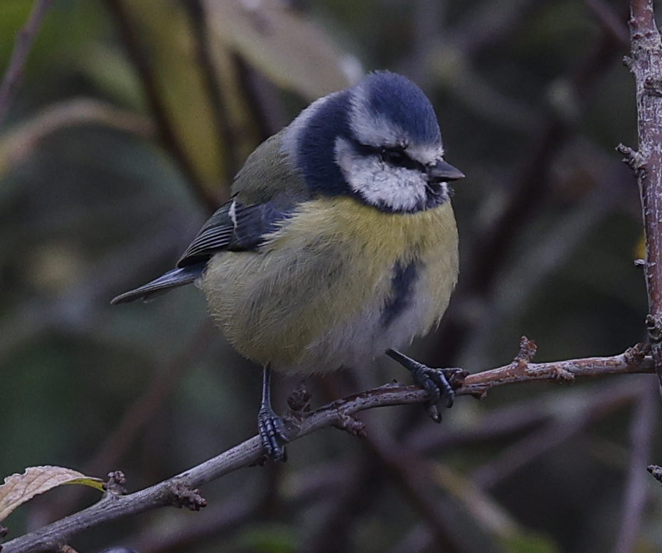 Eurasian Blue Tit - ML644236628