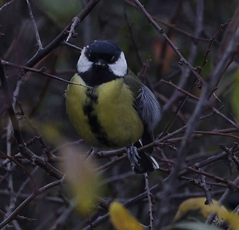 sýkora koňadra - ML644236634