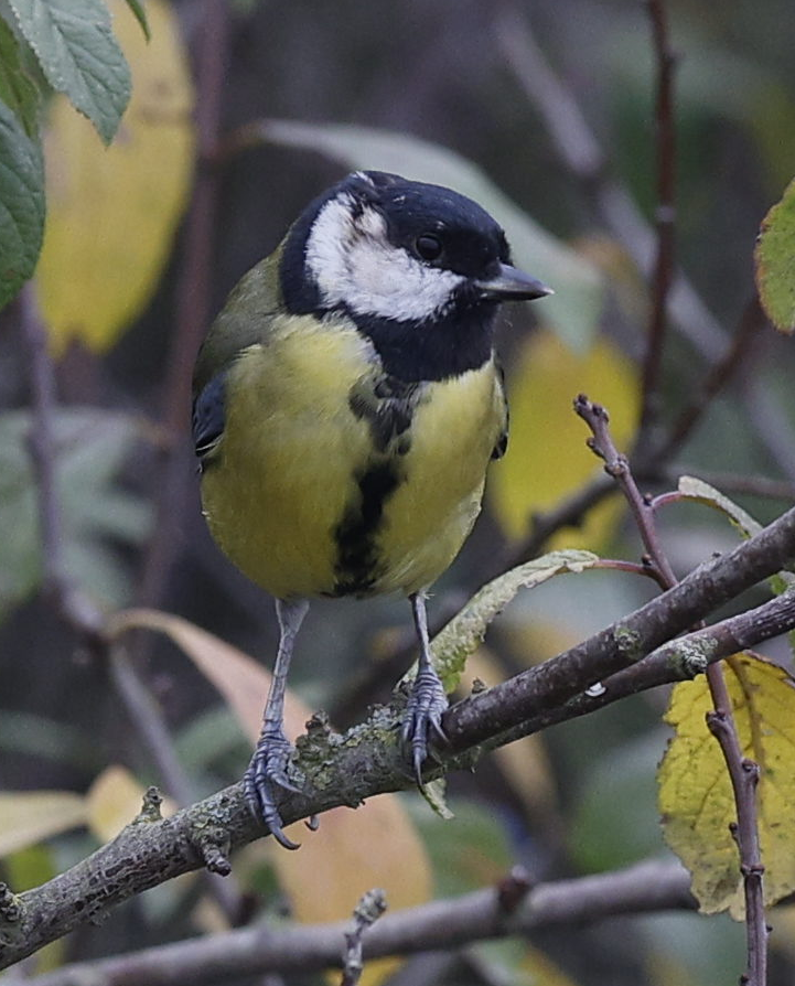 sýkora koňadra - ML644236638