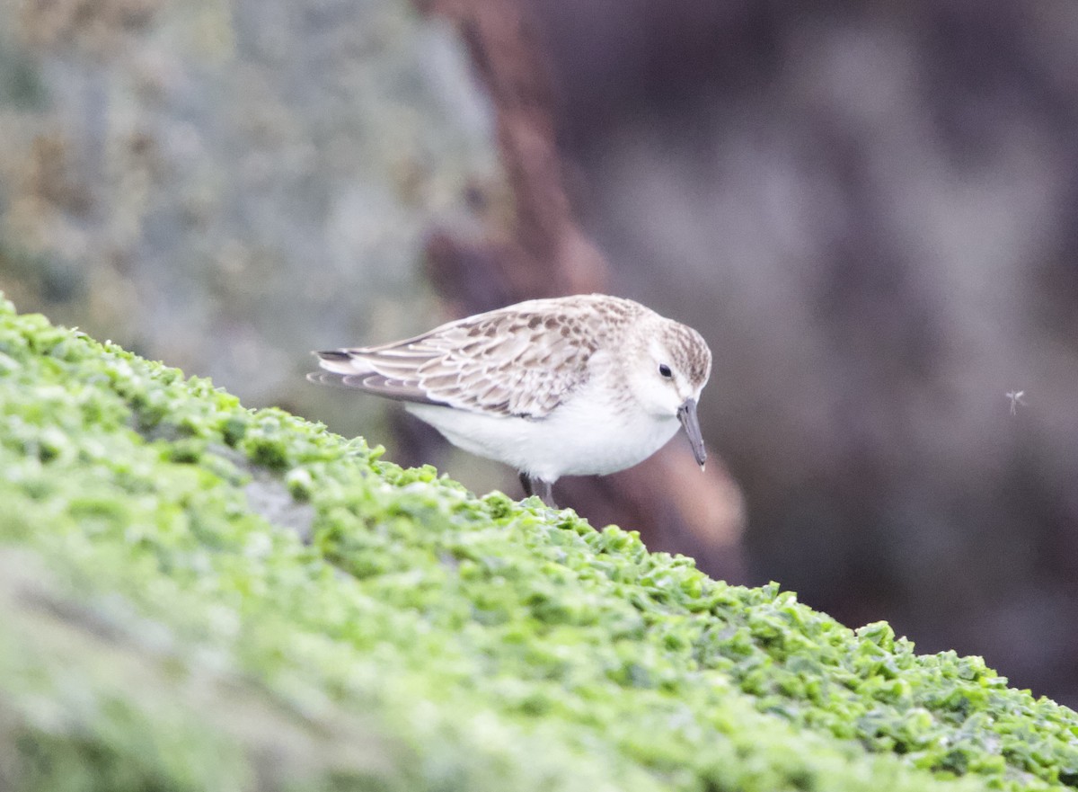 Semipalmated Sandpiper - ML644236639