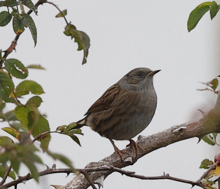 pěvuška modrá - ML644236644