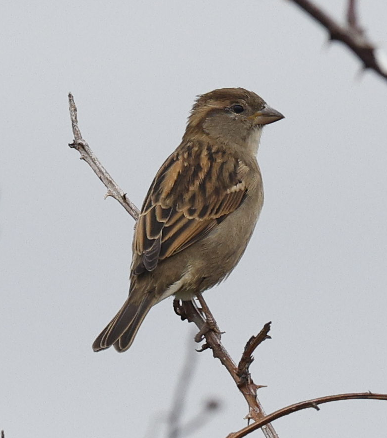 vrabec domácí - ML644236649