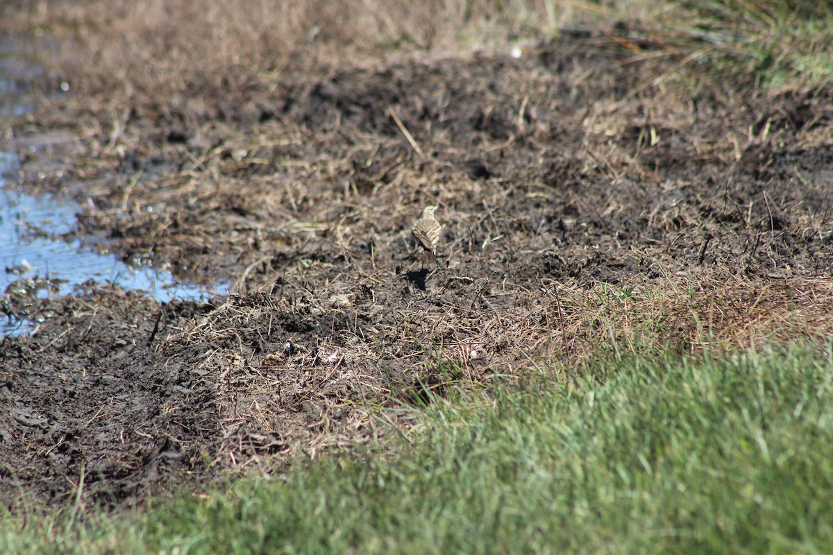 Spectacled Tyrant - ML644236653