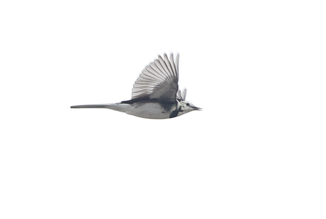 White Wagtail - ML644236659