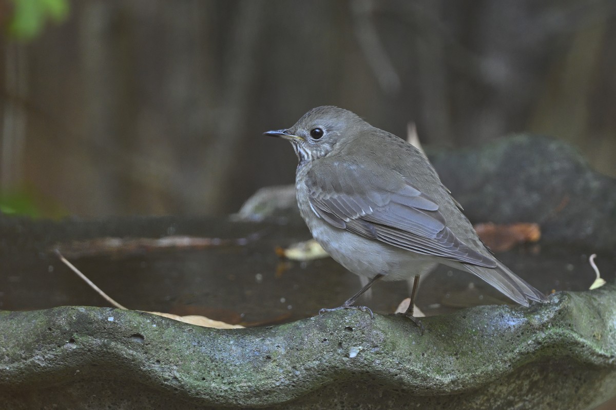 Grive à joues grises - ML644236688