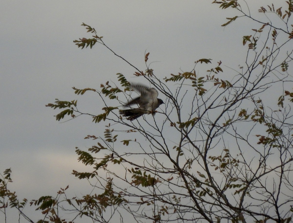 Common Cuckoo - ML644236689