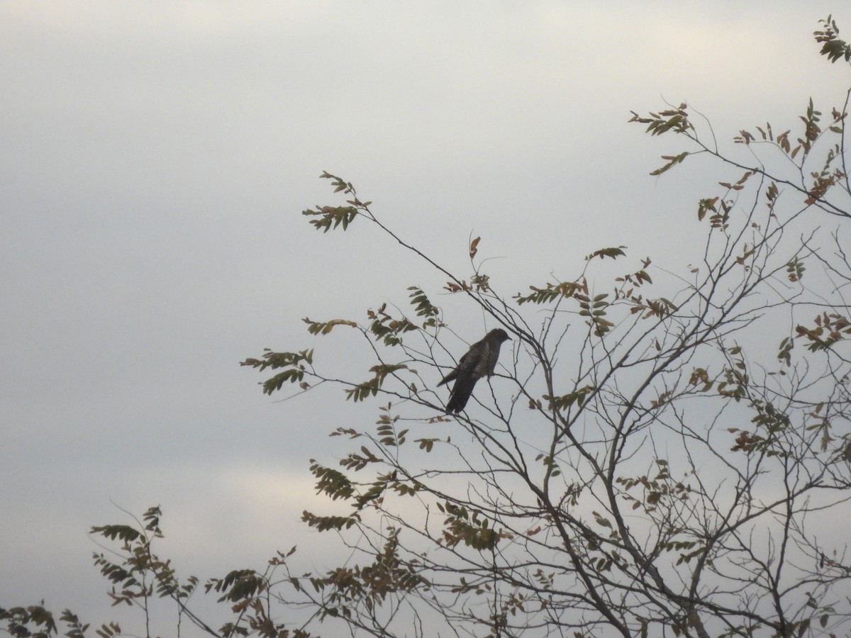Common Cuckoo - ML644236690