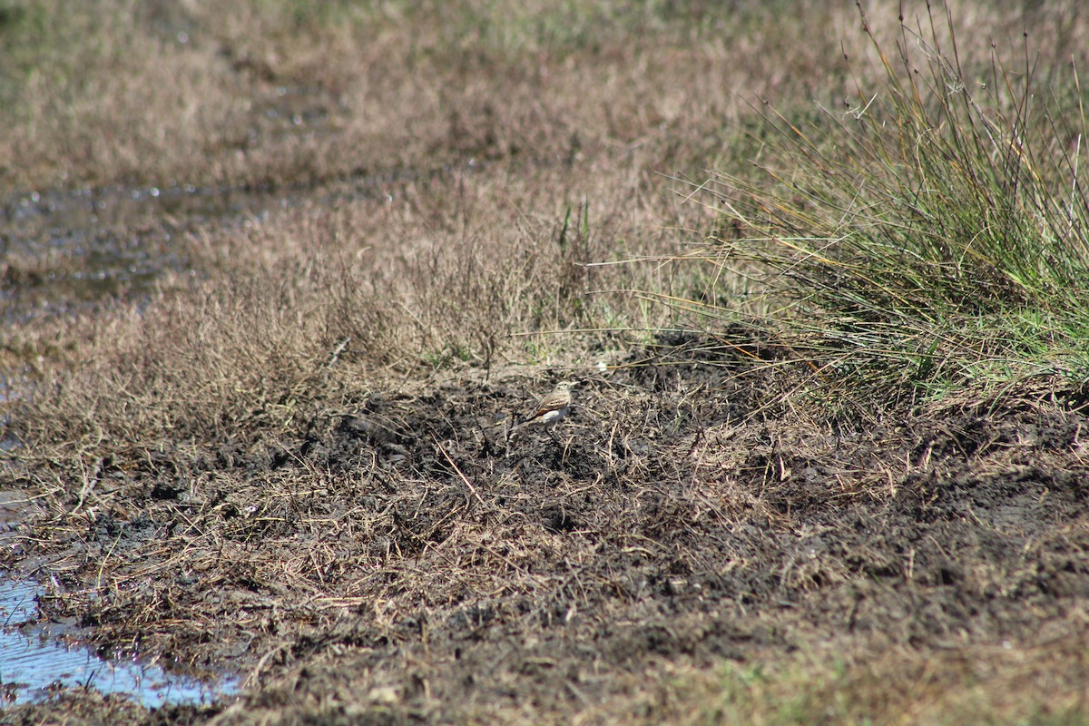 Spectacled Tyrant - ML644236693
