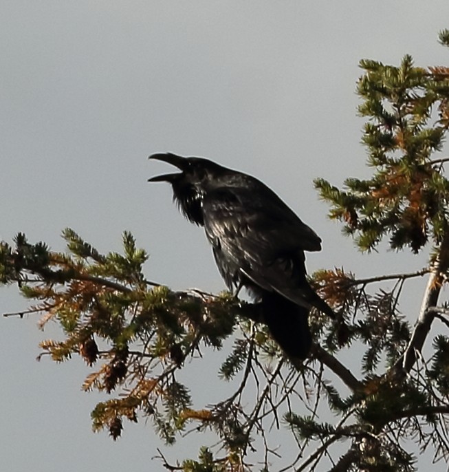 Grand Corbeau - ML644236704