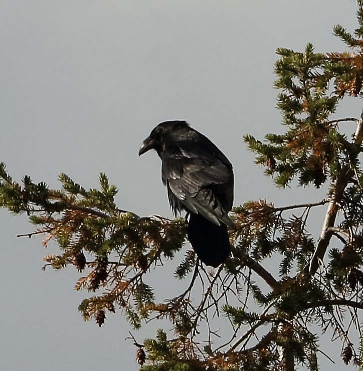 Grand Corbeau - ML644236705