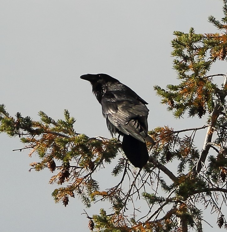 Grand Corbeau - ML644236706