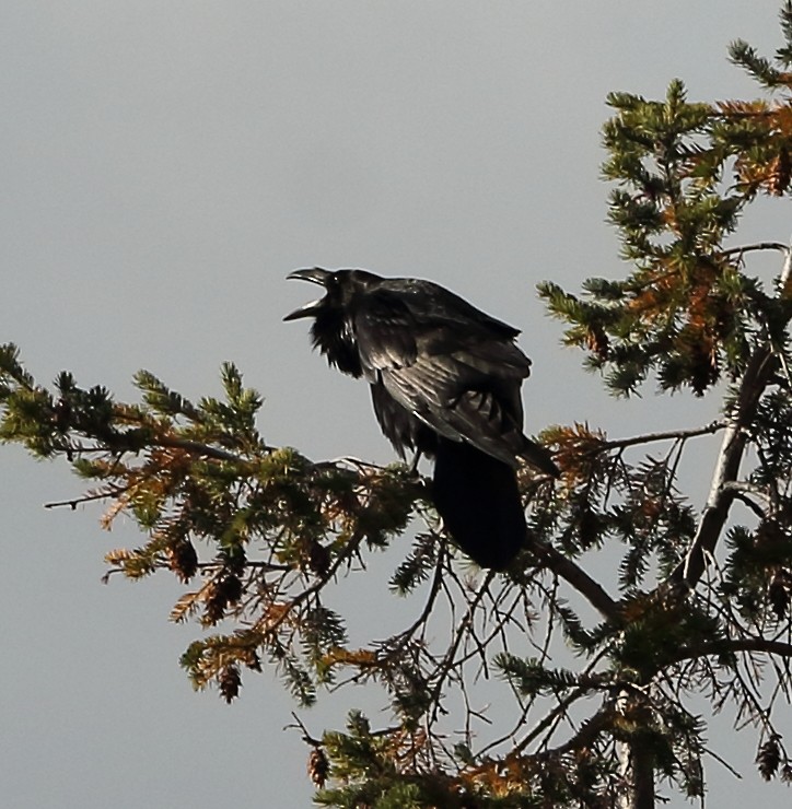 Grand Corbeau - ML644236707