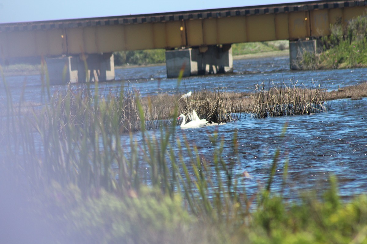 labuť koskoroba - ML644236713