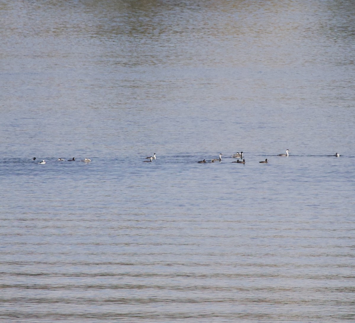 Морская чернеть - ML644236714