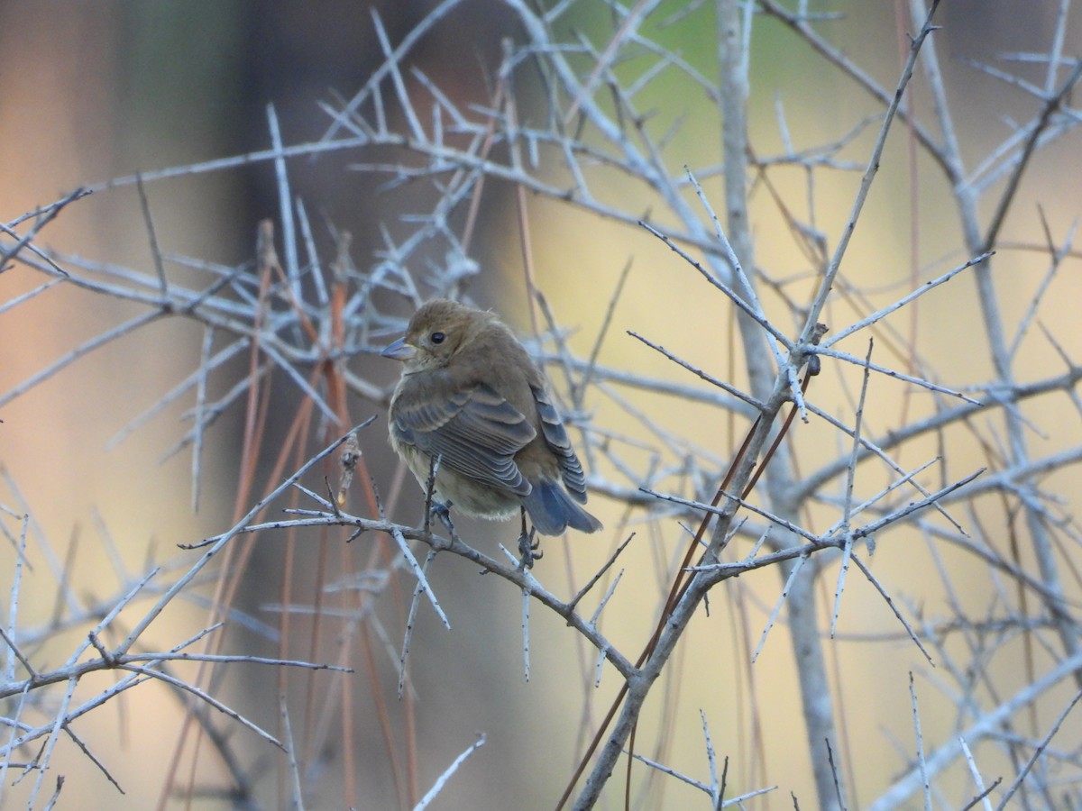 Indigo Bunting - ML644236728