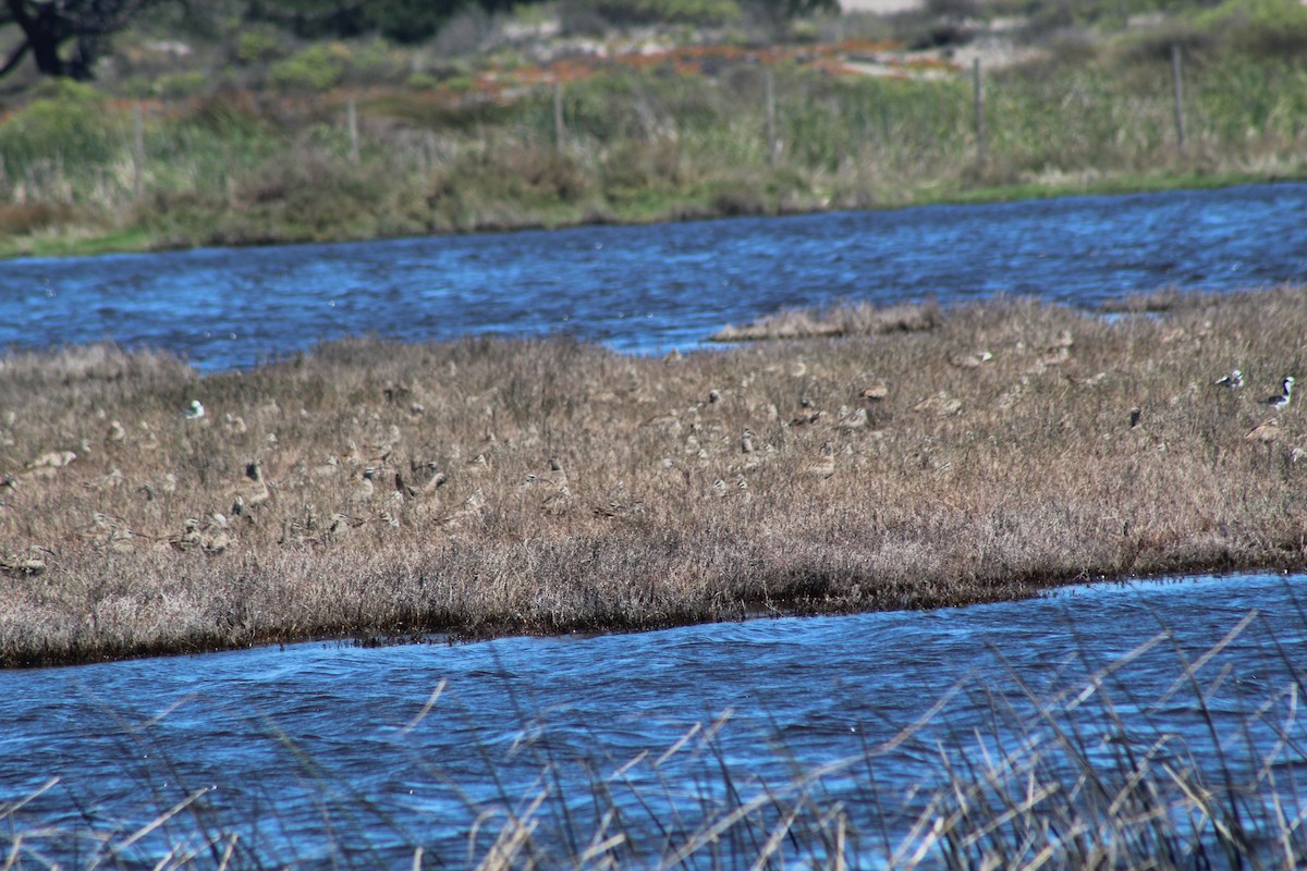 koliha hudsonská - ML644236753