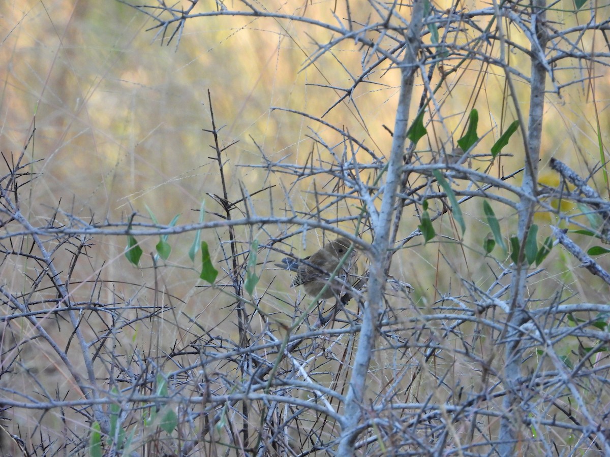 Indigo Bunting - ML644236756