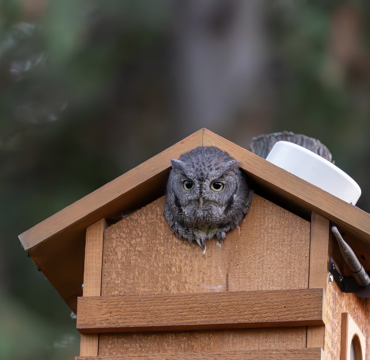 Eastern Screech-Owl - ML644236760