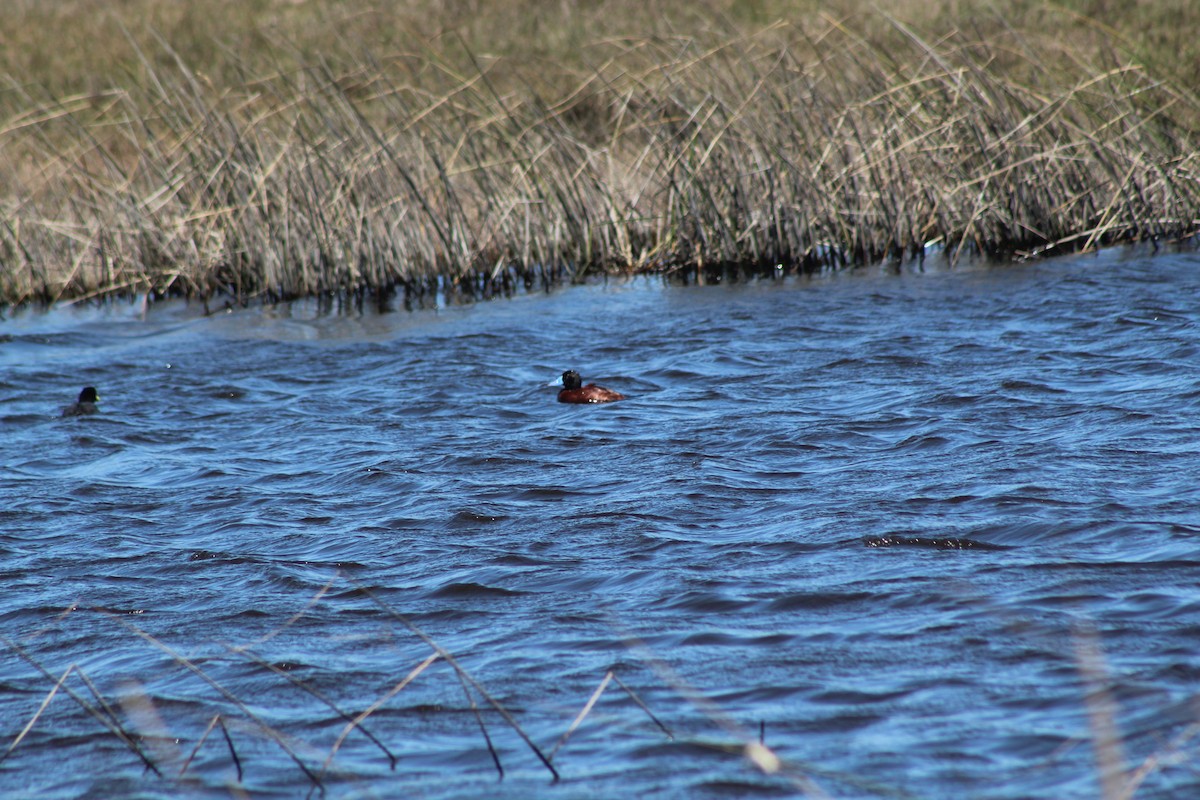 Lake Duck - ML644236782