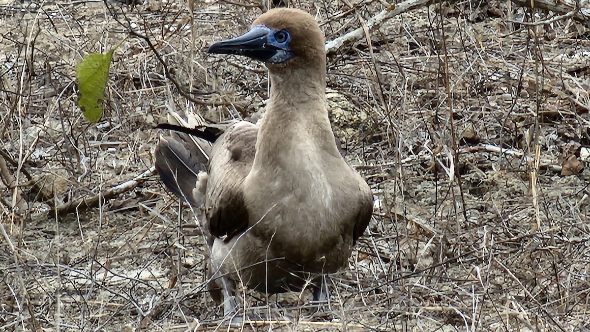 Rotfußtölpel - ML644236798