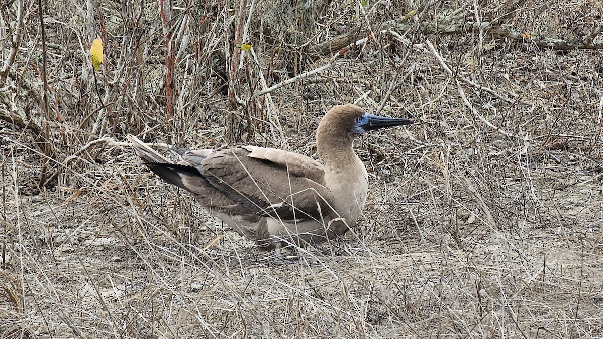 Rotfußtölpel - ML644236799