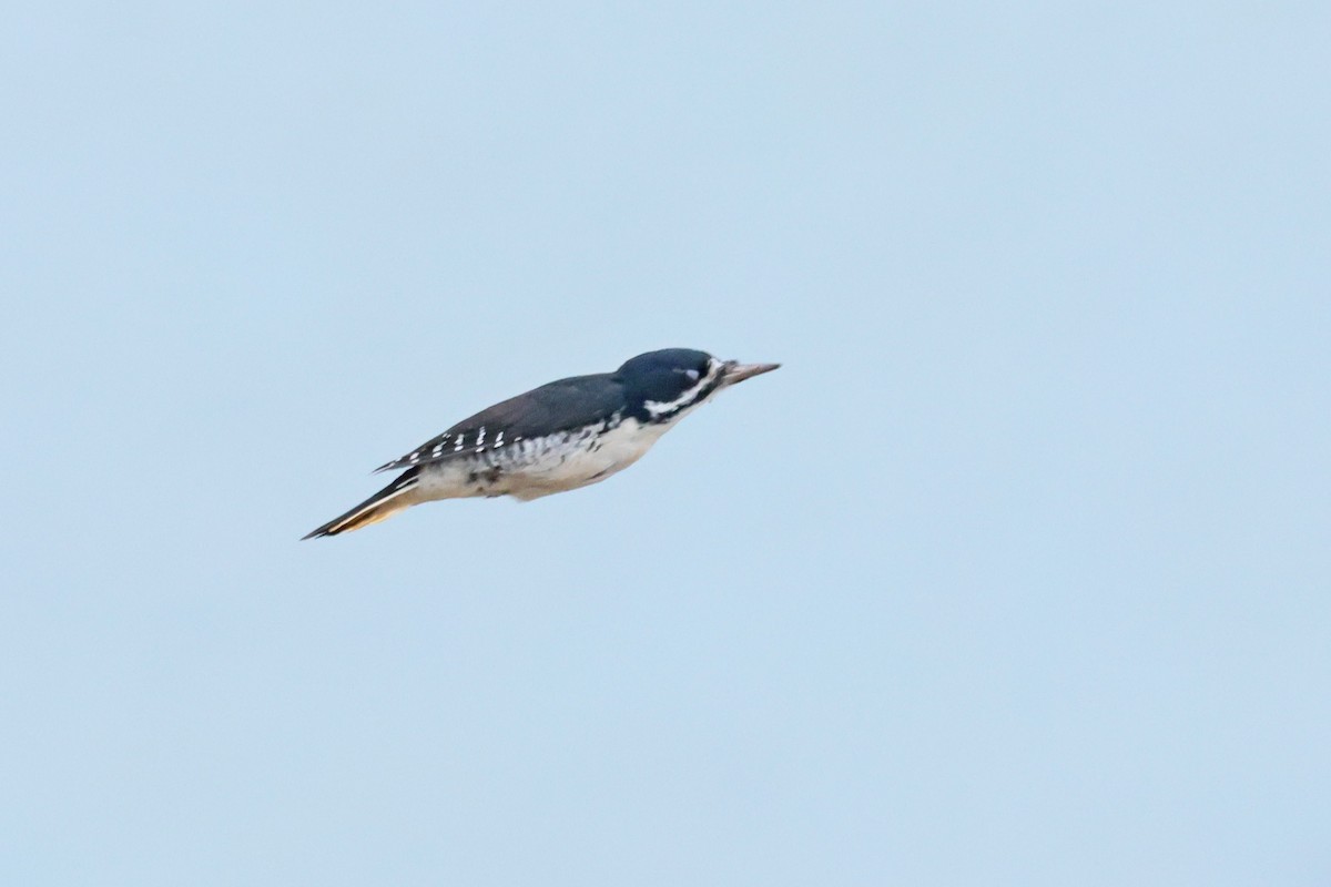 Black-backed Woodpecker - ML644236882