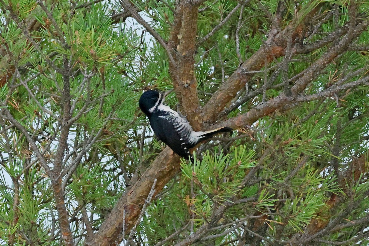 Black-backed Woodpecker - ML644236883