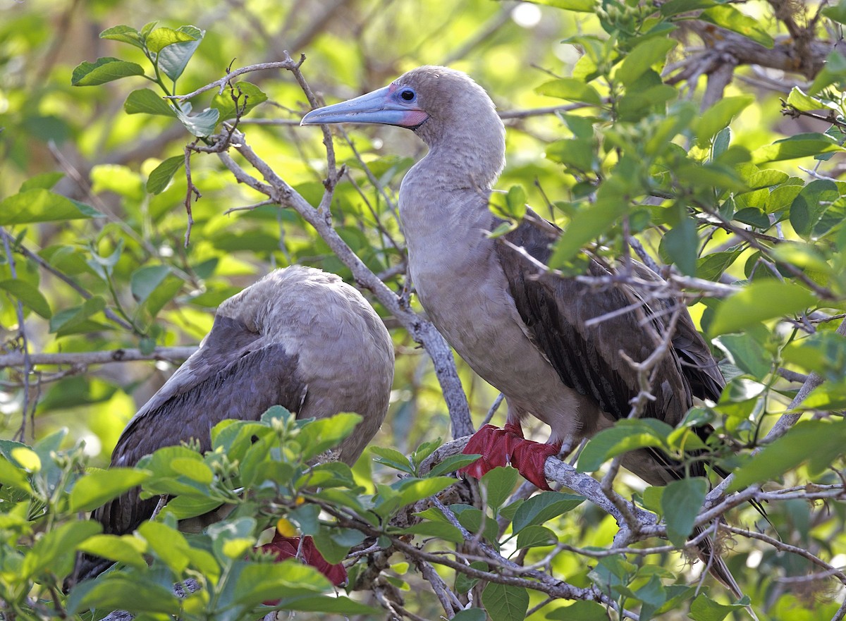 Rotfußtölpel - ML644236900