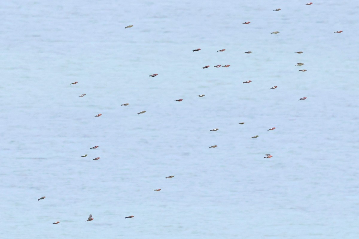 White-winged Crossbill - ML644236906