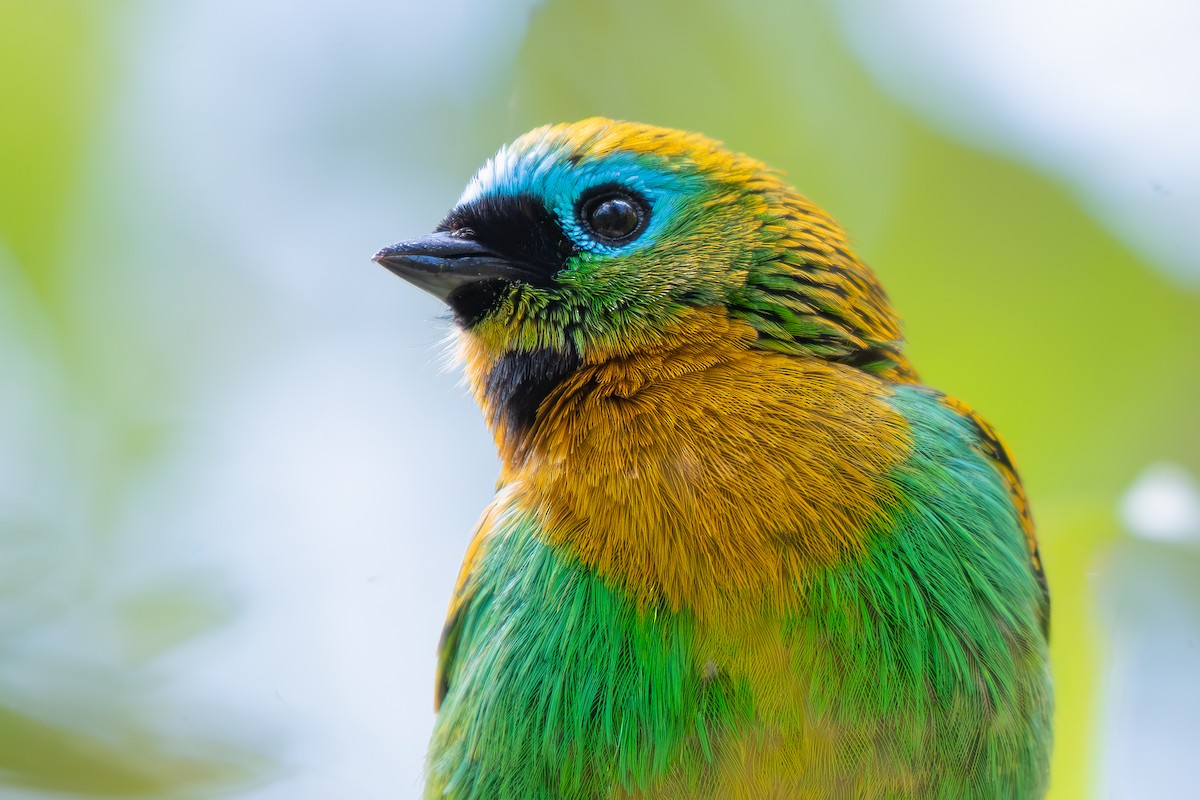 Tangara de Desmarest - ML644236914