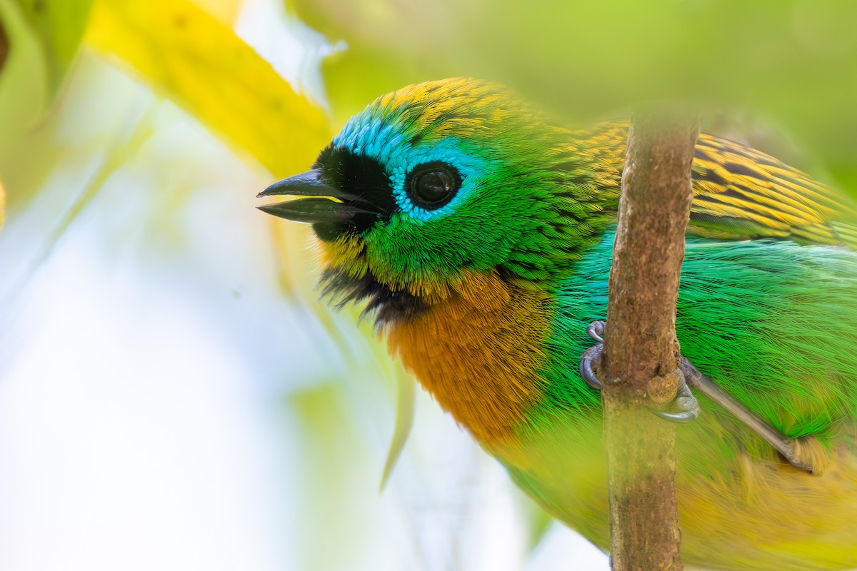 Tangara de Desmarest - ML644236915