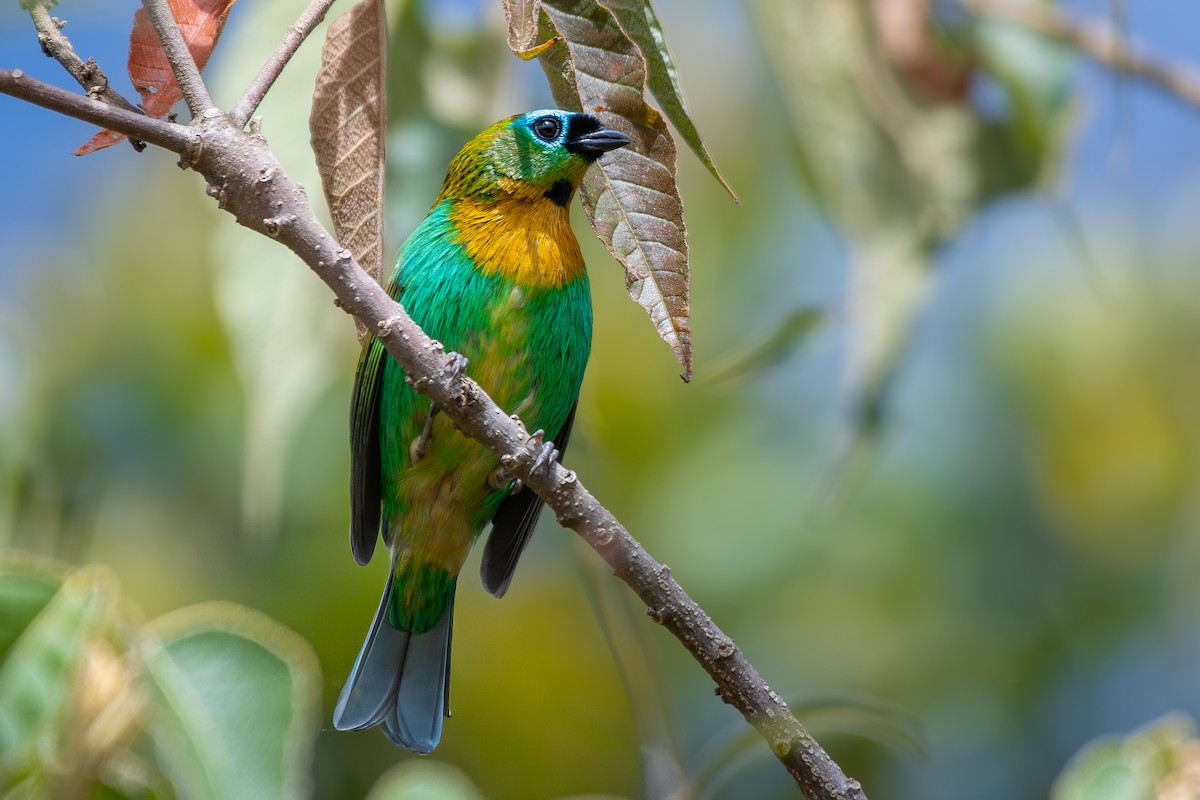 Tangara de Desmarest - ML644236916