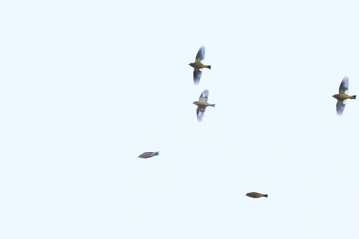 Evening Grosbeak - ML644236921