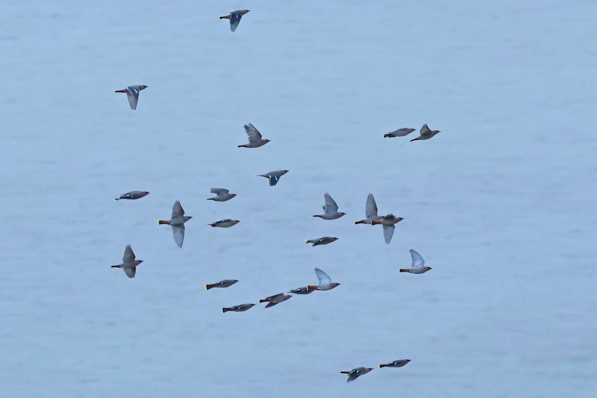 Buztanori boreala - ML644236926