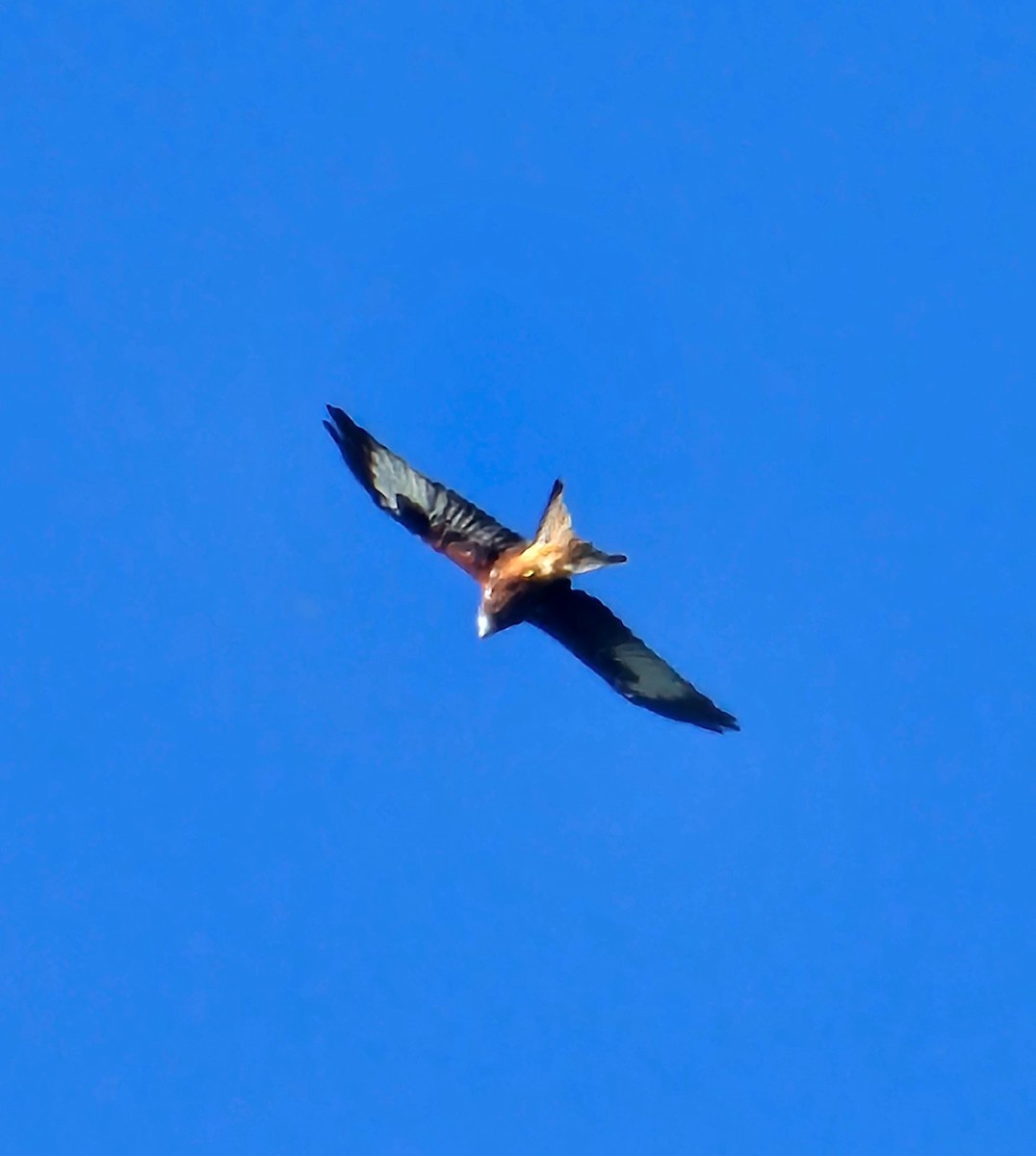 Red Kite - ML644236935