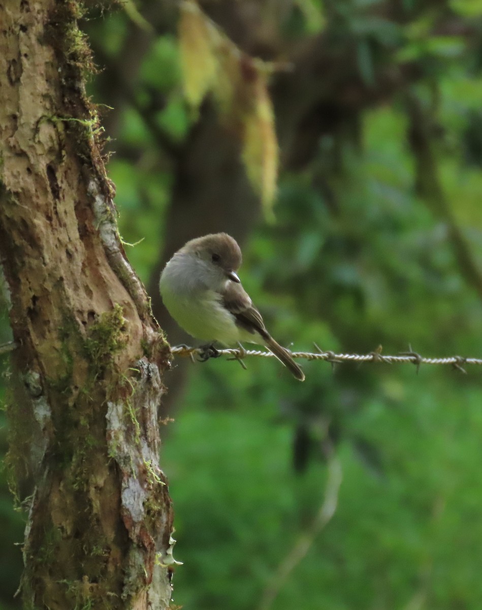 Galapagos Flycatcher - ML644236966