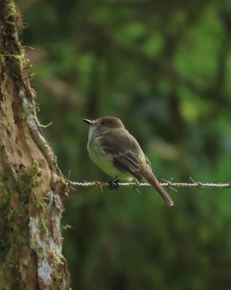 Galapagos Flycatcher - ML644236979