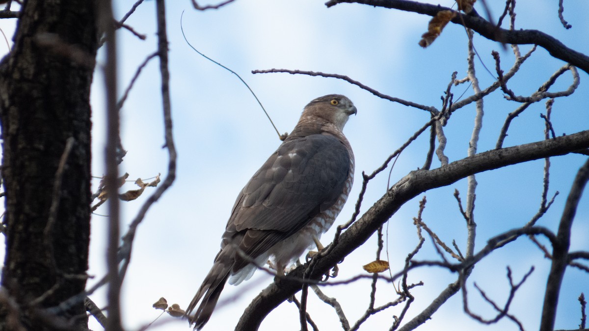 Cooper's Hawk - ML644236993