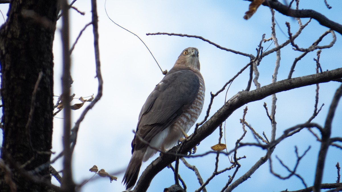 Cooper's Hawk - ML644236994