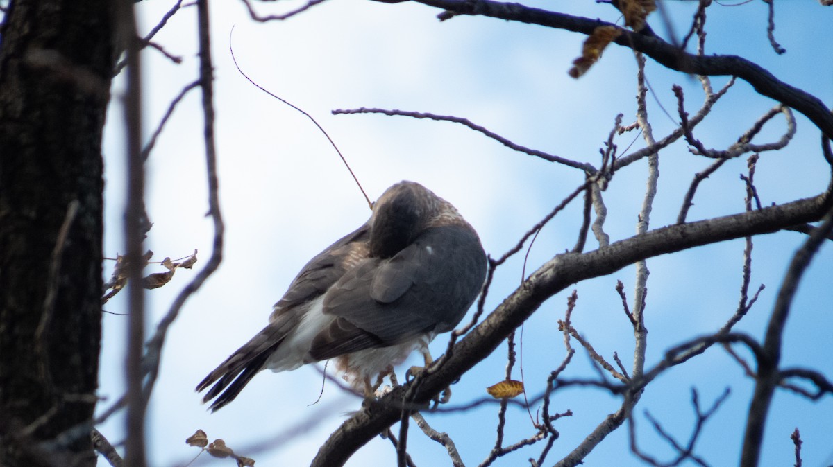 Cooper's Hawk - ML644236995