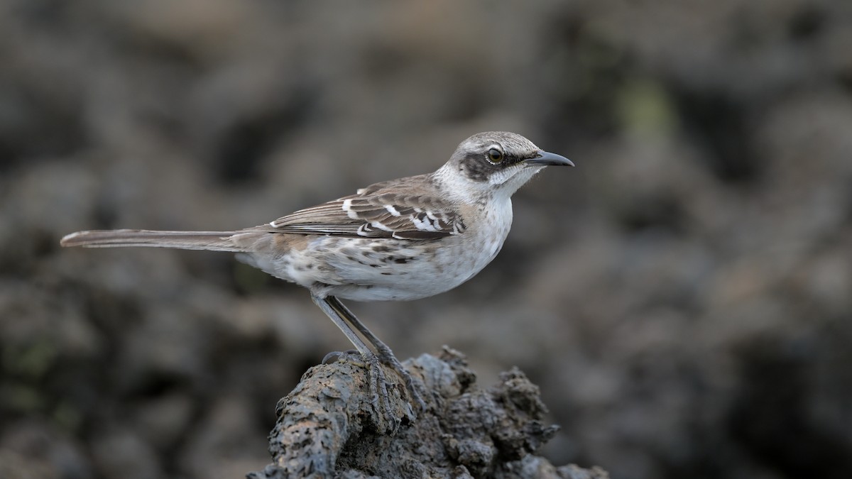 Galapagos Mockingbird - ML644236998