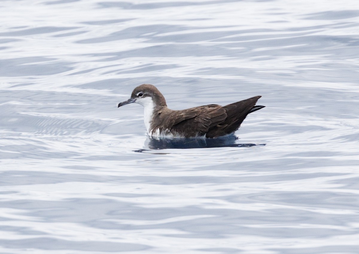 Puffin des Galapagos - ML644237004