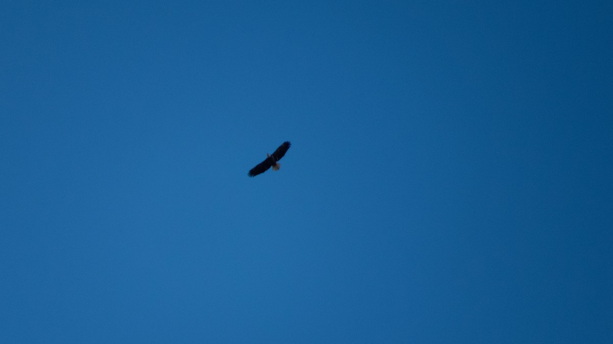 Bald Eagle - ML644237007