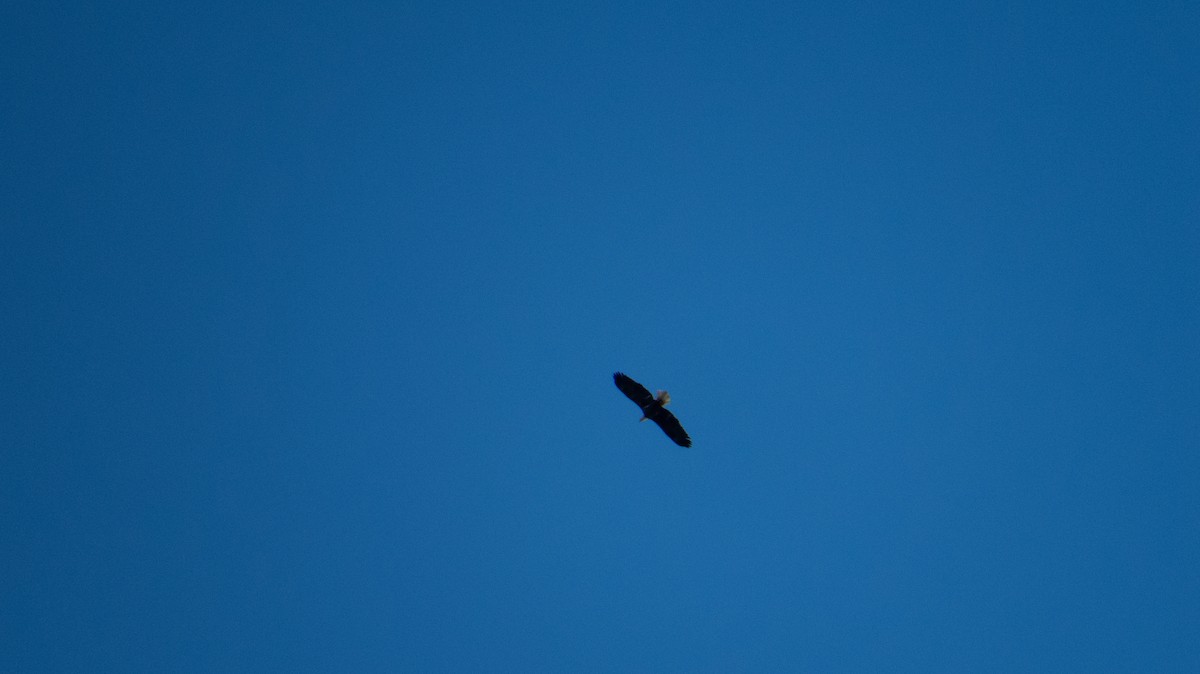 Bald Eagle - ML644237010