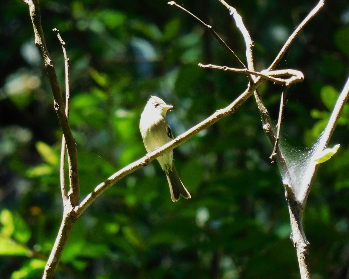 Greater Pewee - ML644237059