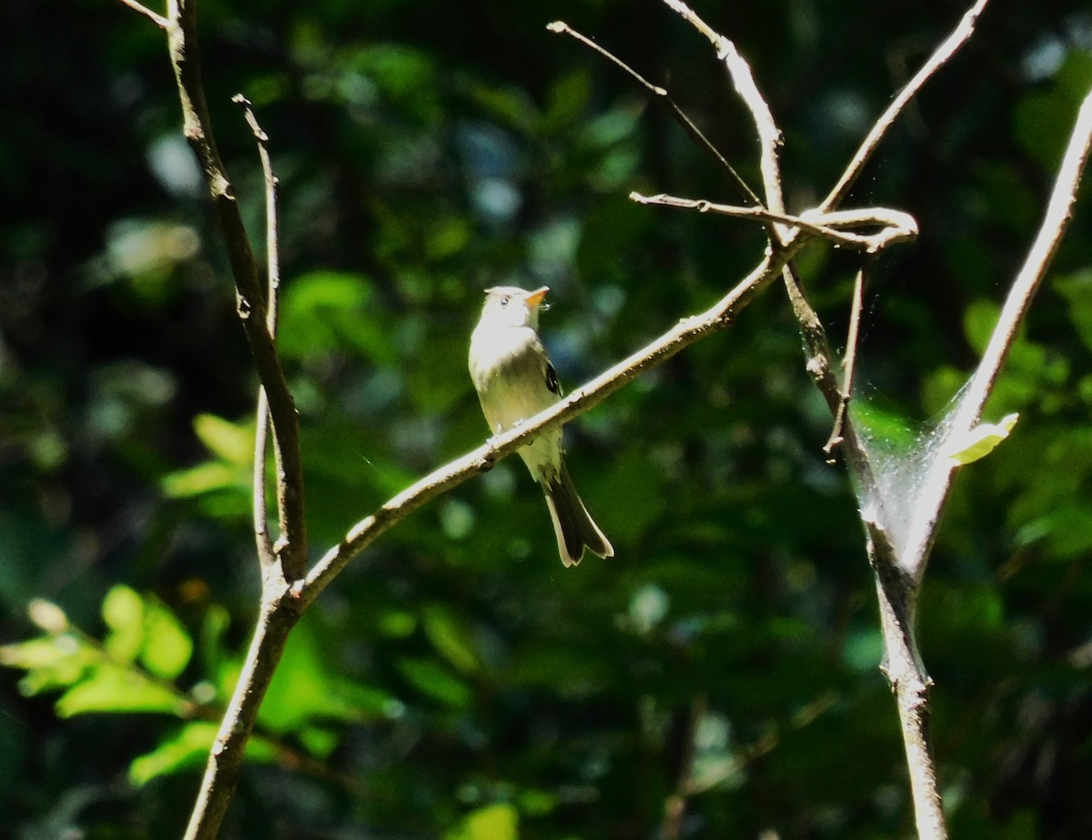 Greater Pewee - ML644237060