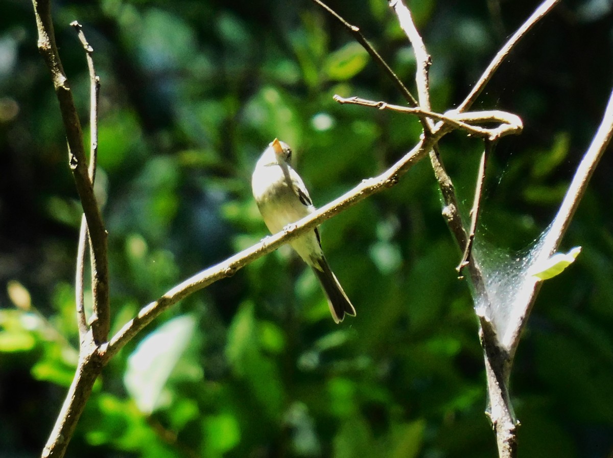 Greater Pewee - ML644237061
