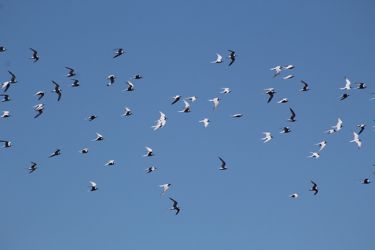 rybák jihoamerický - ML644237064