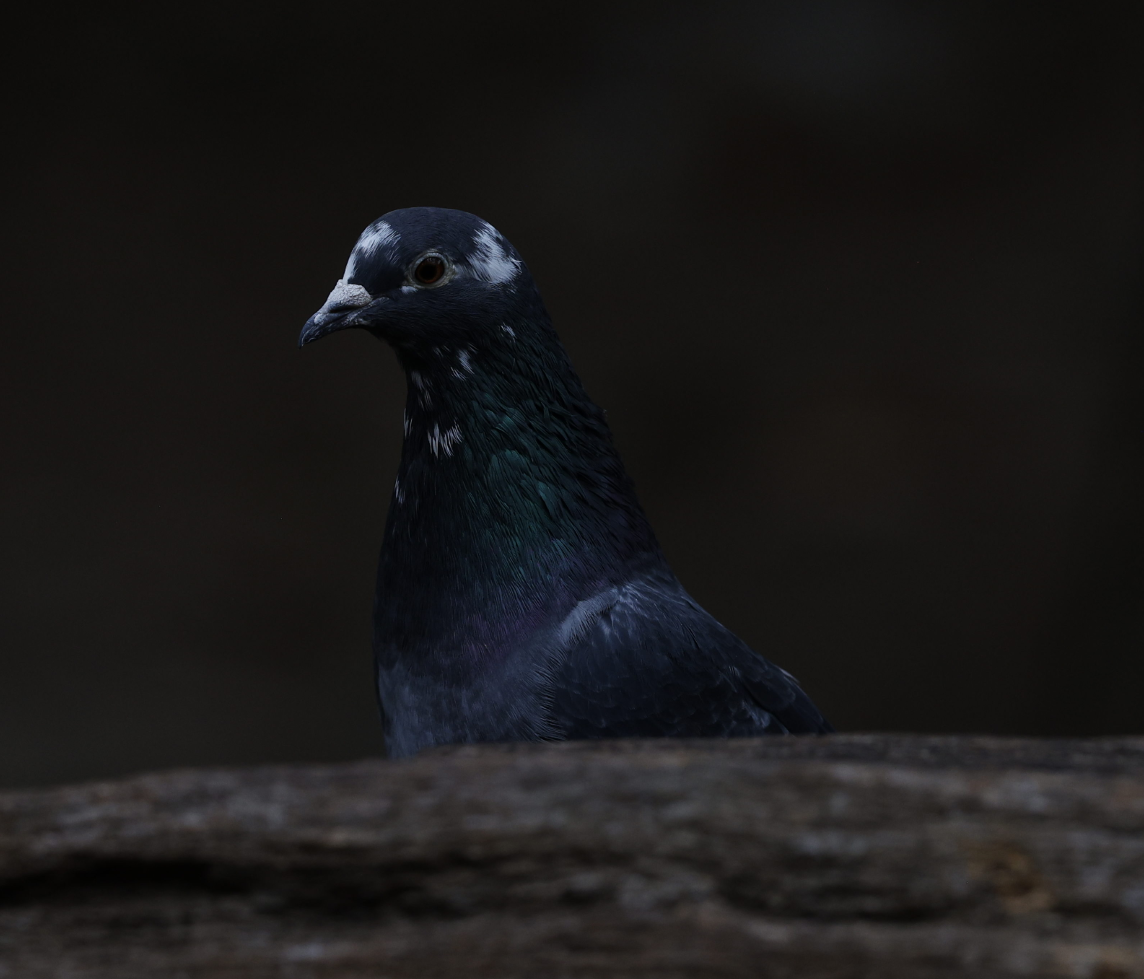 holub skalní (domácí) - ML644237083